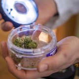 La vente réglementée de cannabis a démarré fin janvier dans des pharmacies à Bâle (archives).